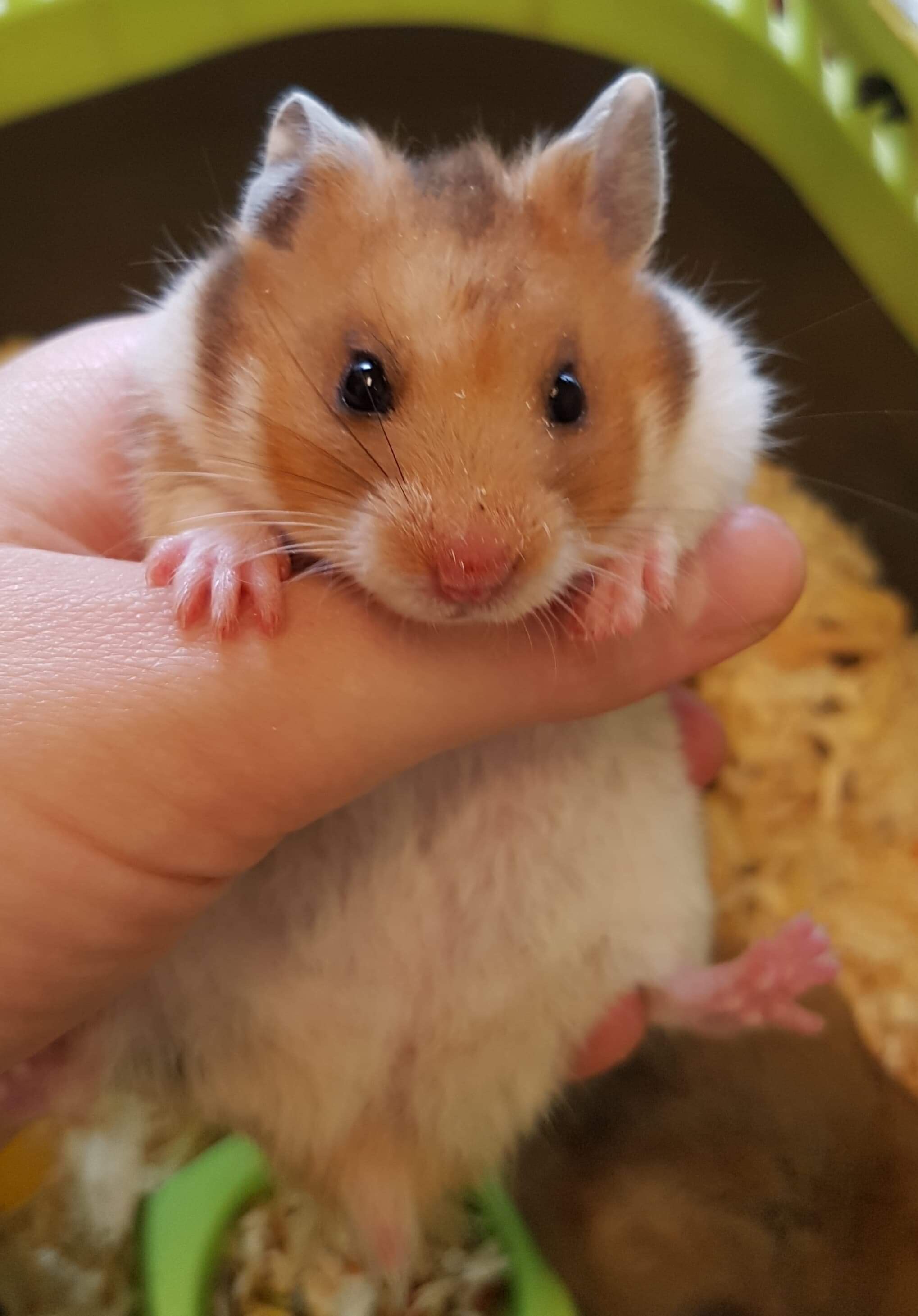 Guldhamster mixade fäger/hårlag