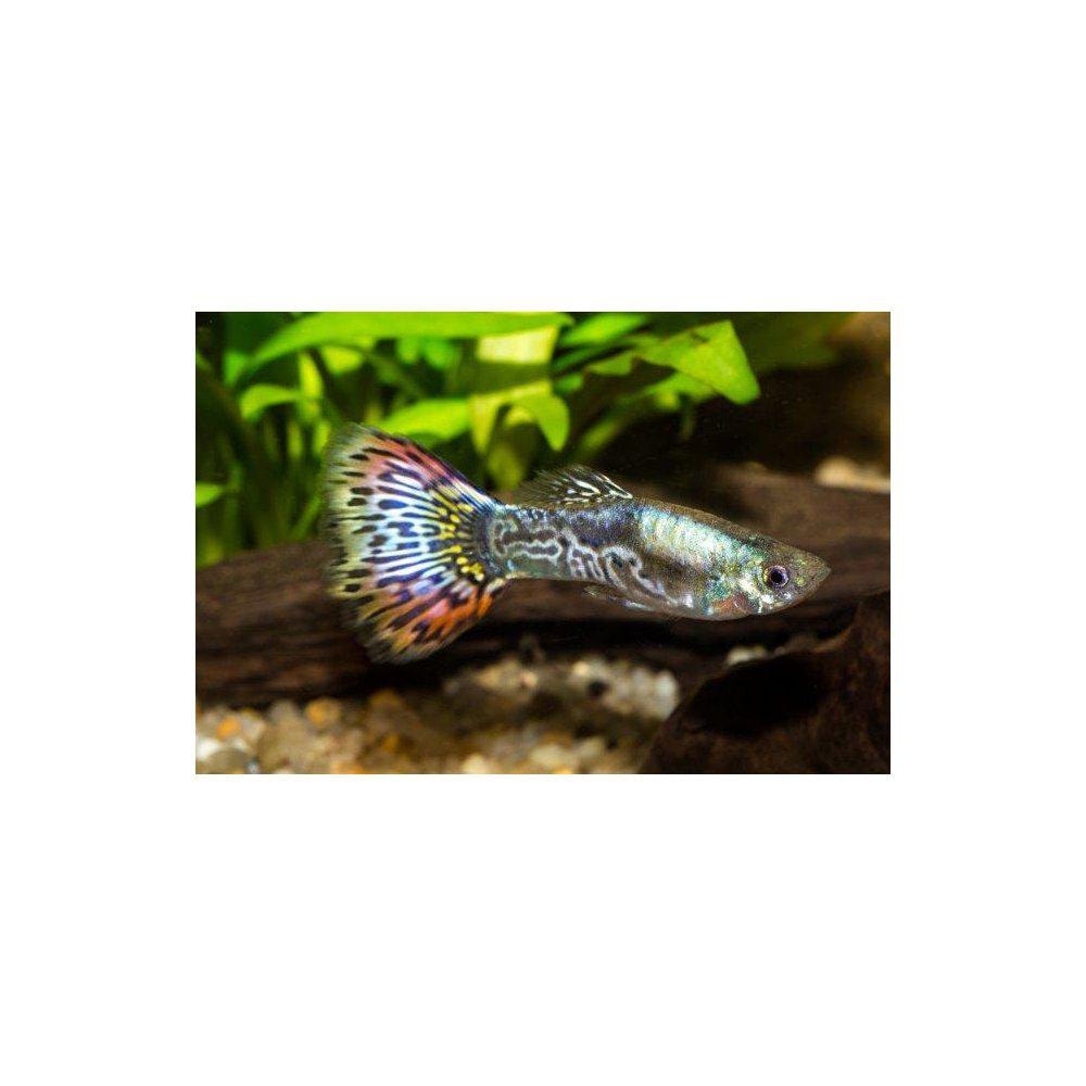 Guppy från 39,90:-