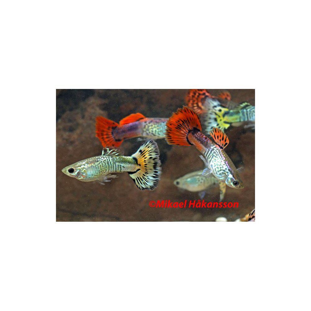 Guppy från 39,90:- - 2