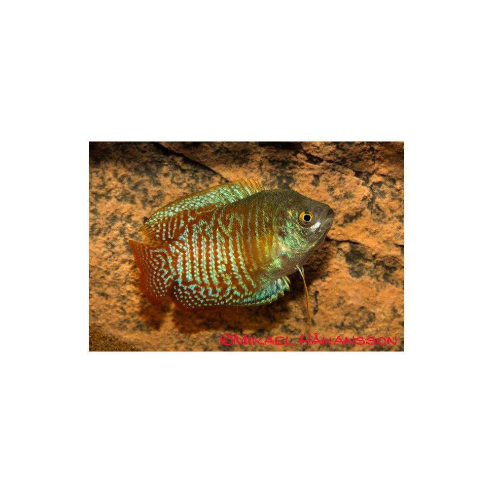 Gurami från 55:- - 2