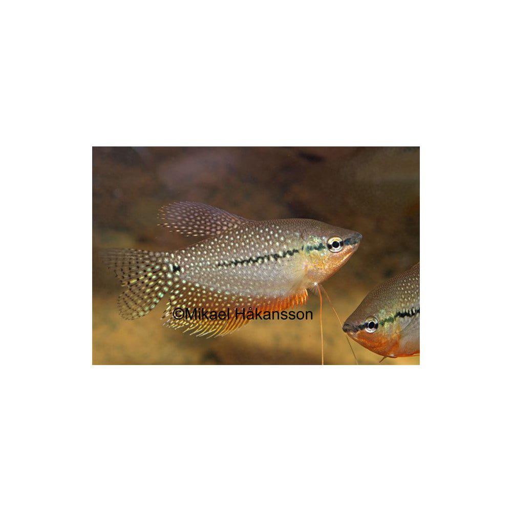 Gurami från 55:-