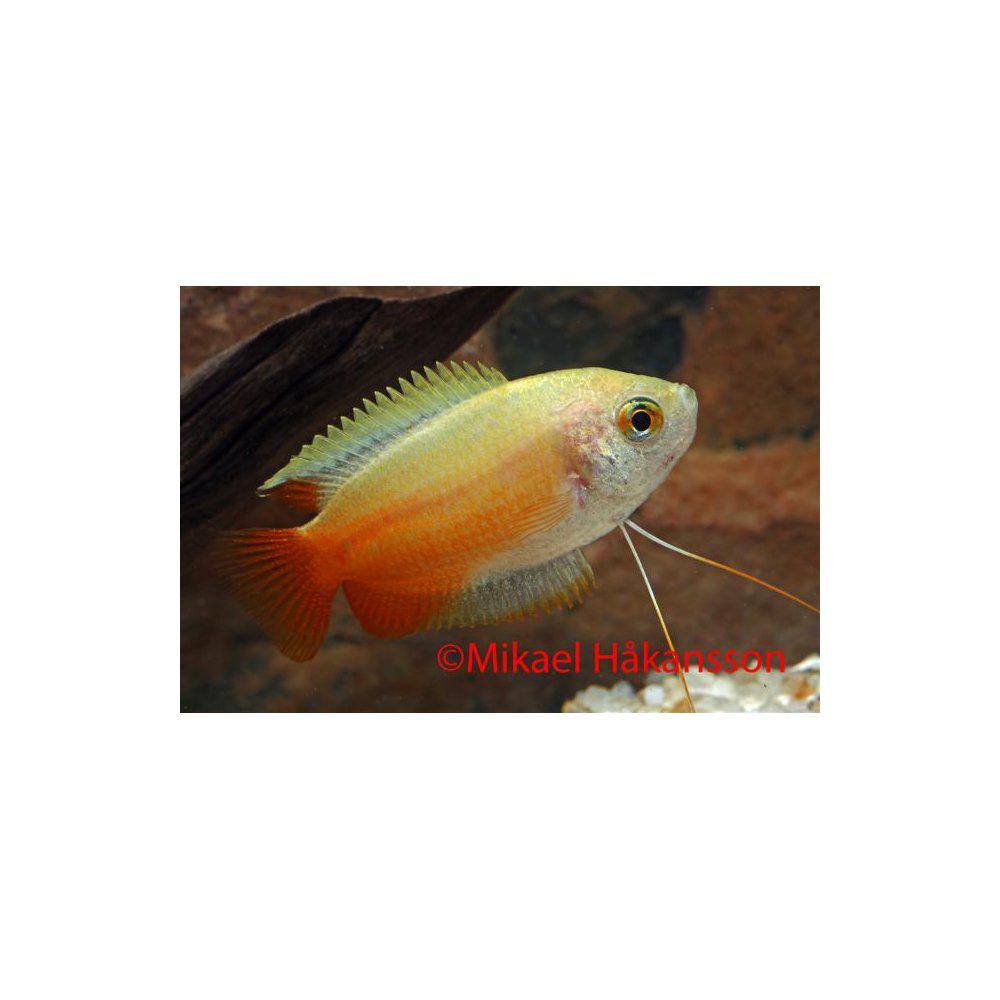 Gurami från 55:-