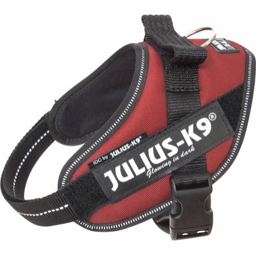 Julius-K9 IDC Sele Bordeaux