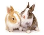 Kanin Hermelin/Dvärgvädur Hane/Hona