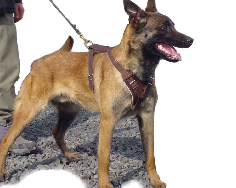 Arbetssele/hetssele - 2