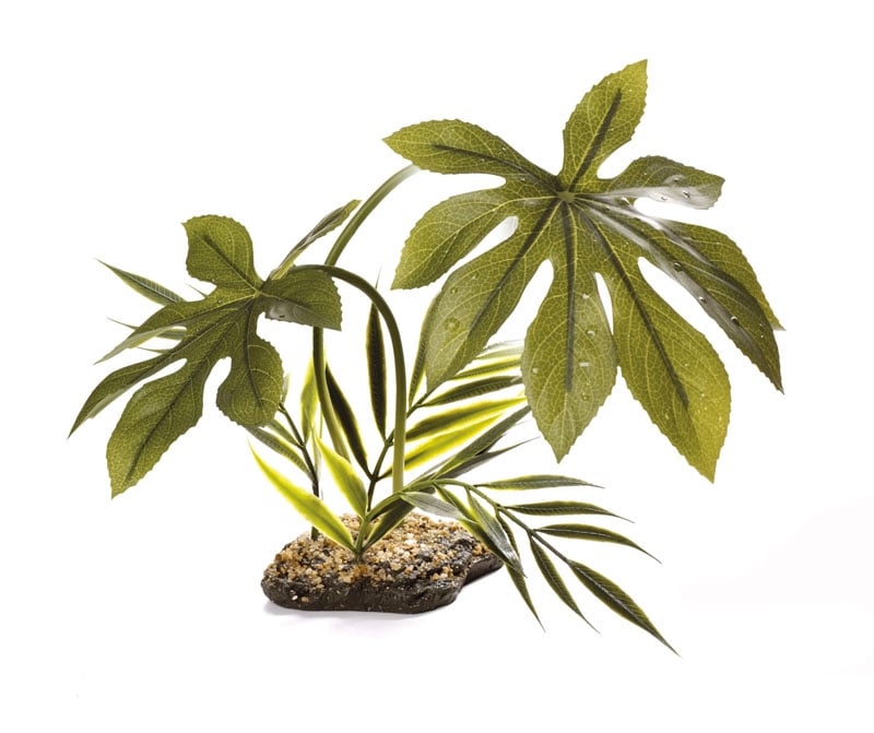 Terrarieväxt Jungle Canopy 42cm - 2