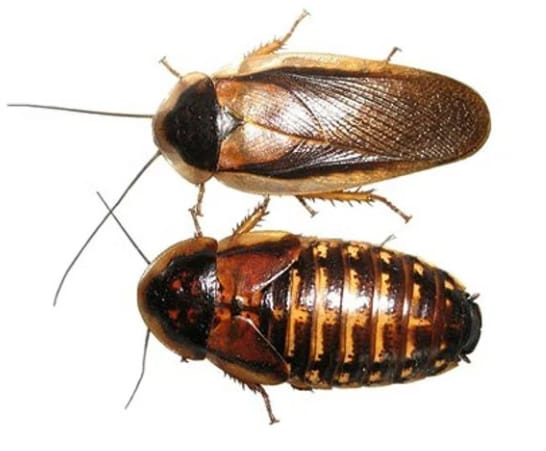 Kackerlacka Large /st