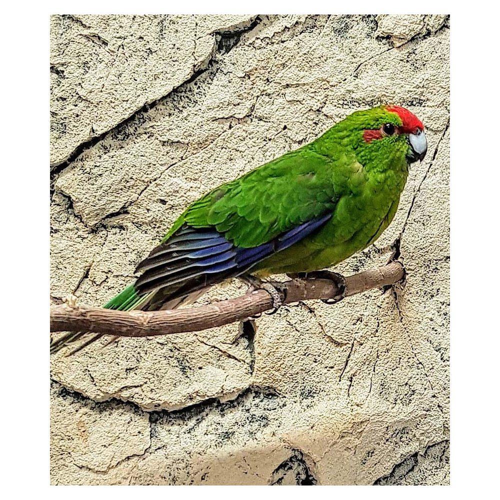 Rödpannad Kakariki grön