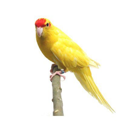 Rödpannad Kakariki gul