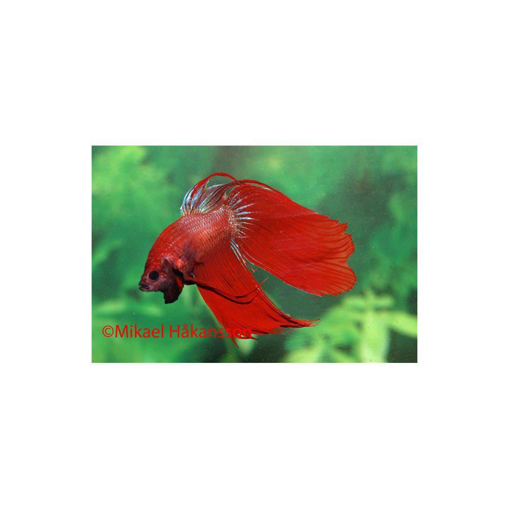 Kampfisk från 79:- - 2