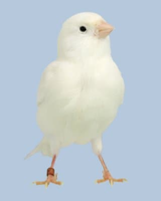 Kanariefågel RÖDA - 2