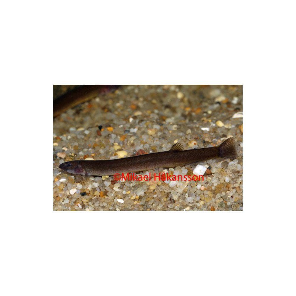 Kuhli från 39:- - 2