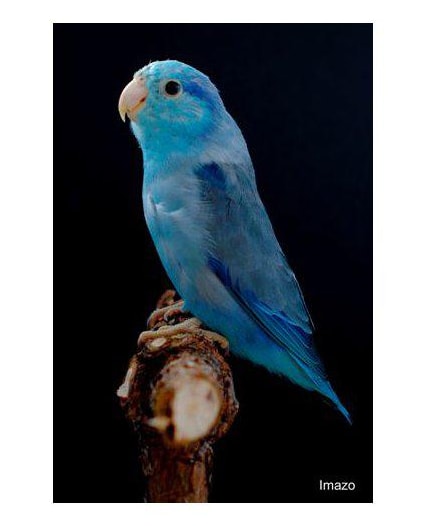 Lessons Sparvpapegoja blå