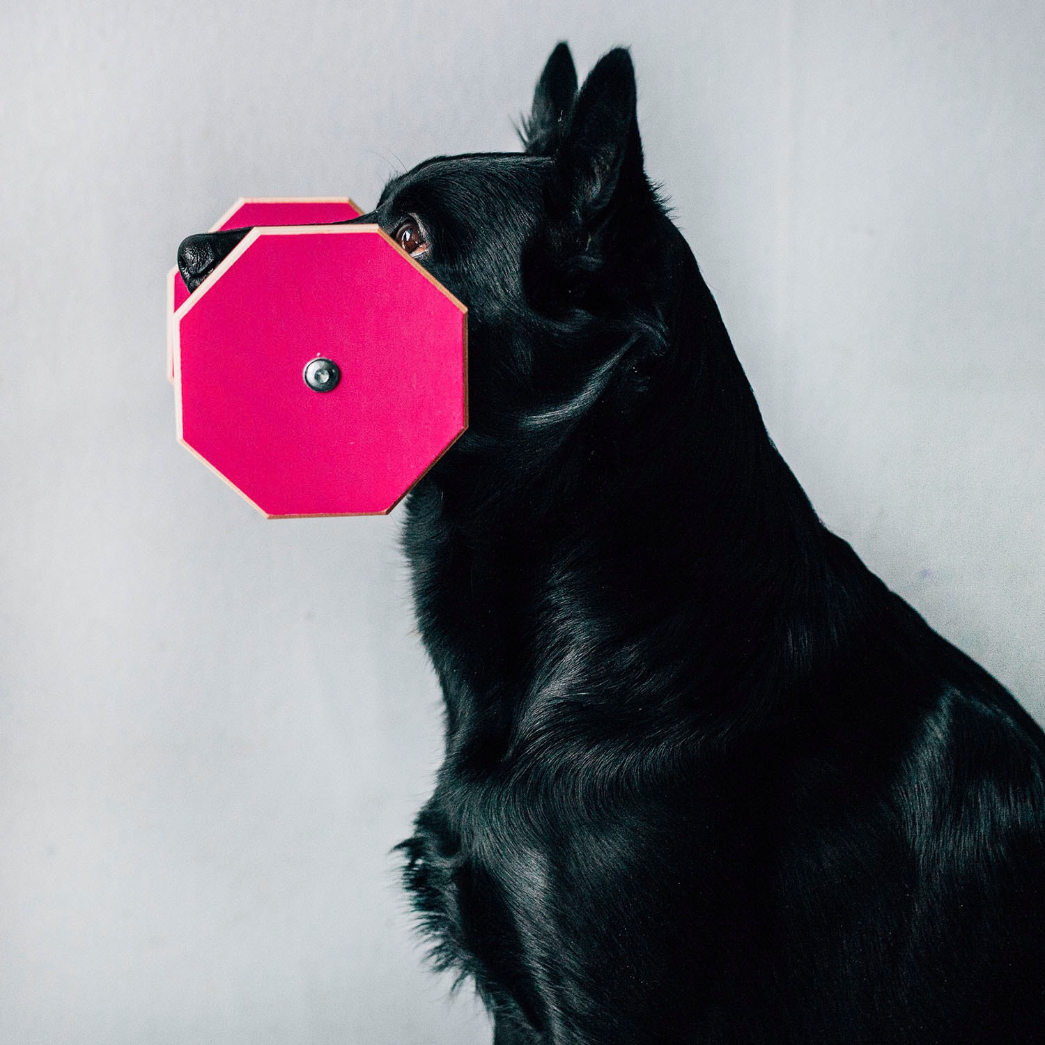 Lydnadsapport Large - Flera Färger