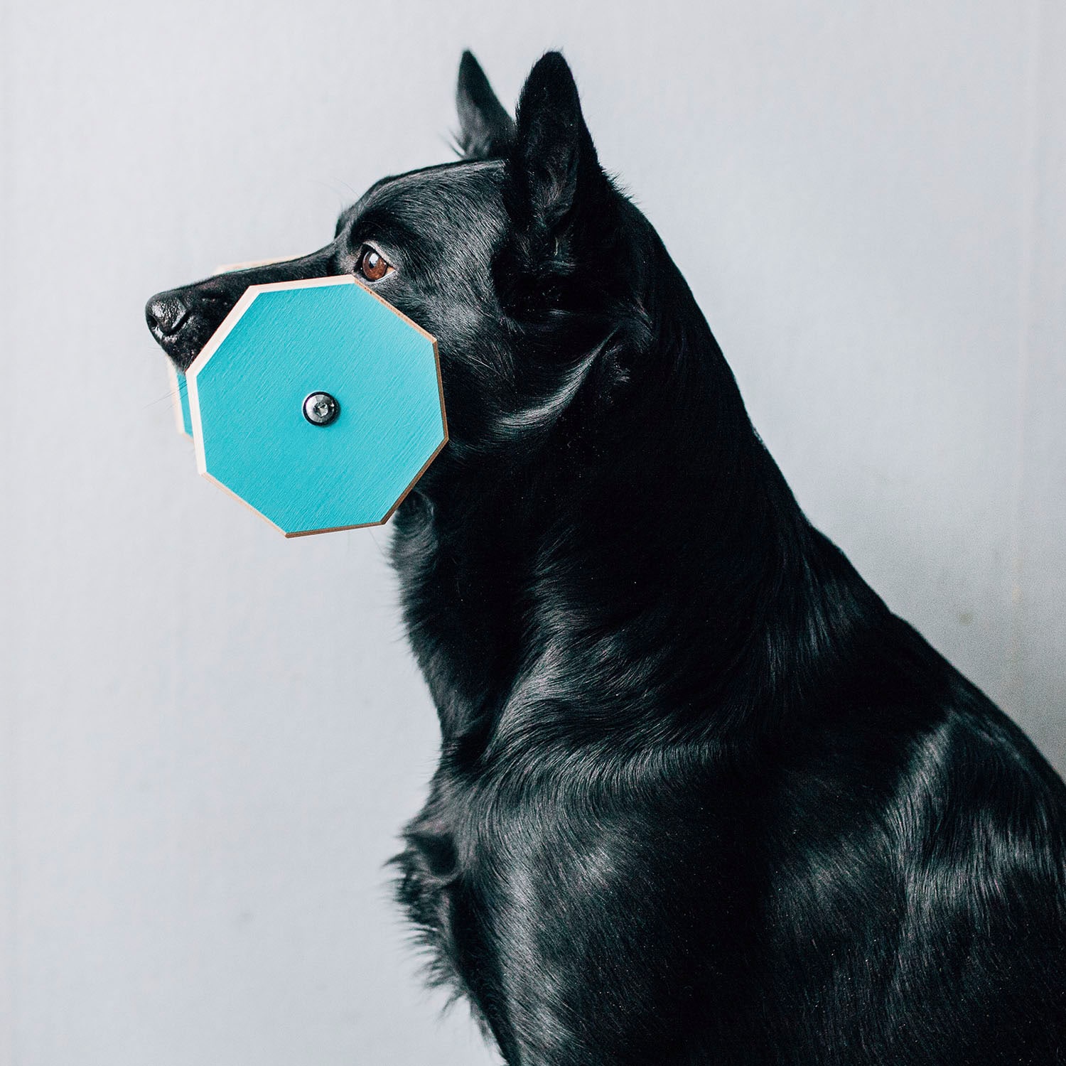 Lydnadsapport Medium - Flera Färger