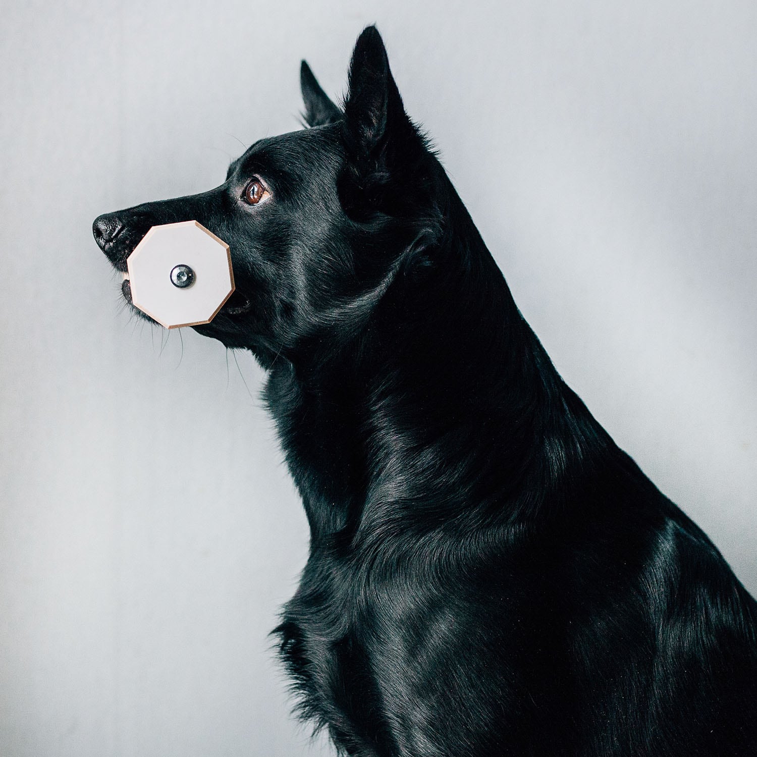 Lydnadsapport Mini - Flera Färger