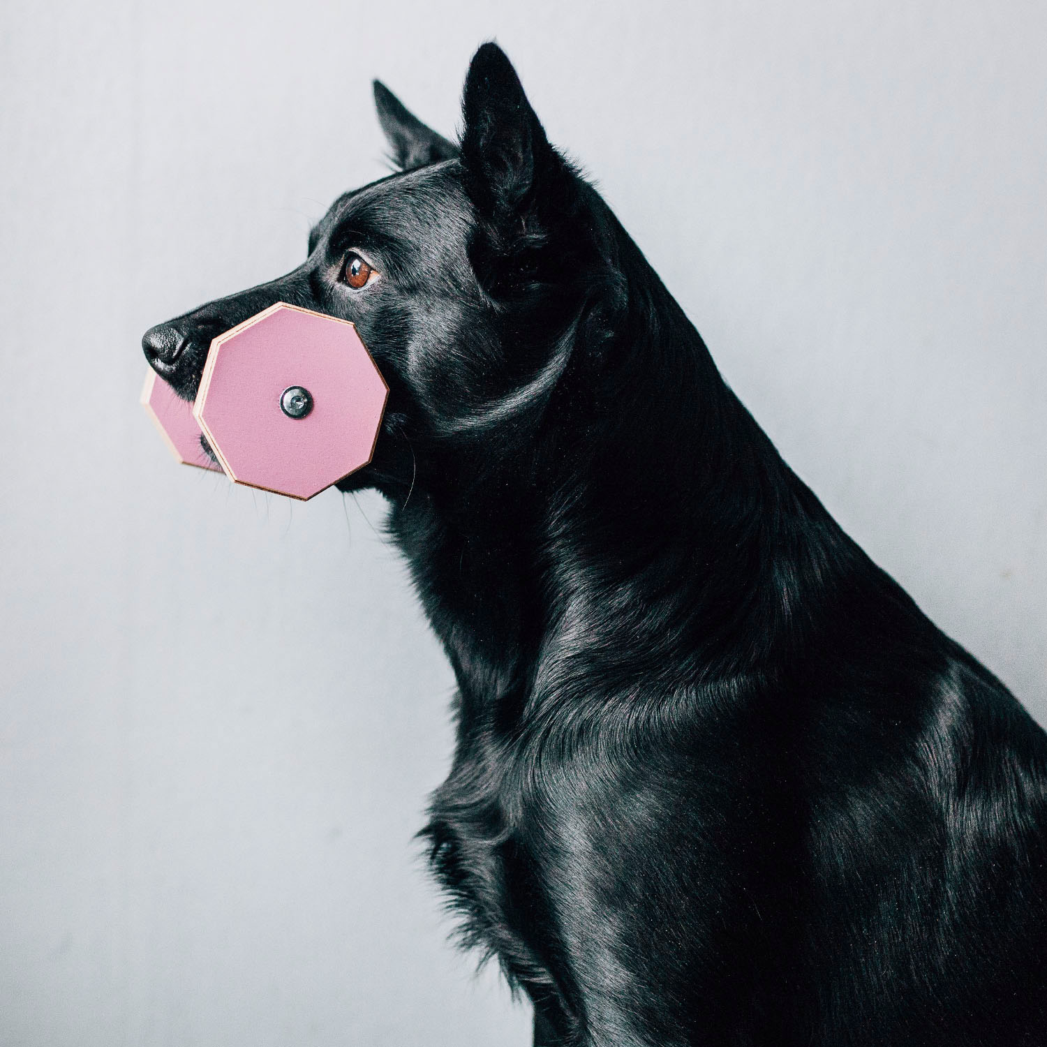 Lydnadsapport Liten - Flera Färger