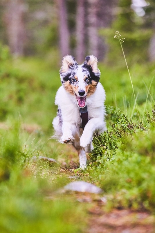 Non-Stop Line Harness 5.0 Purple, flera storlekar - 2