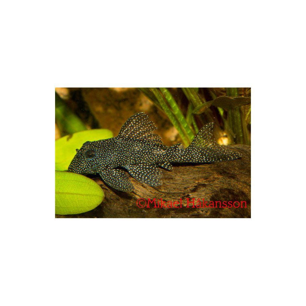 Ancistrus från 59:-