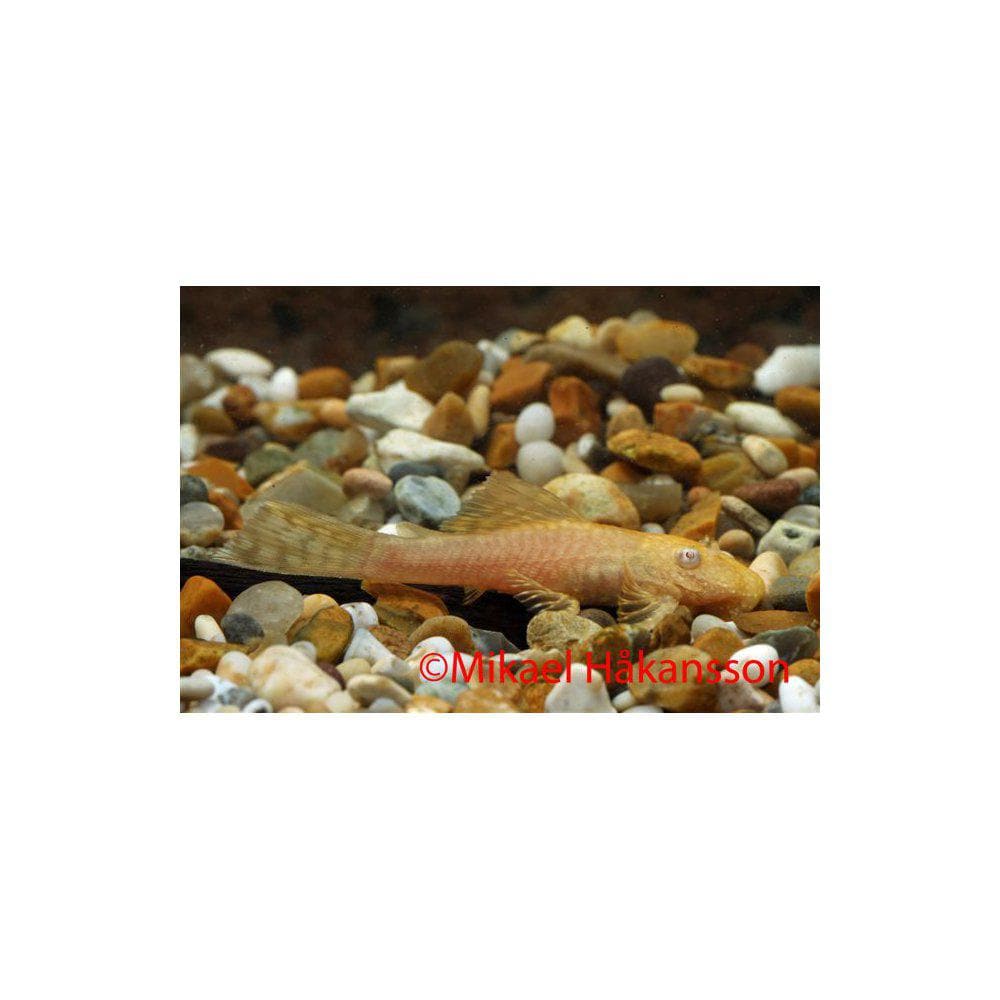 Ancistrus från 59:- - 2