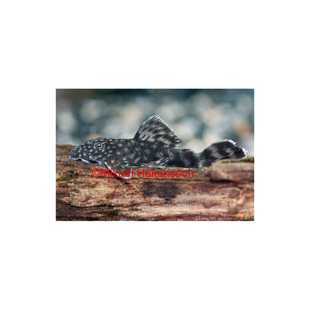 Ancistrus från 59:-