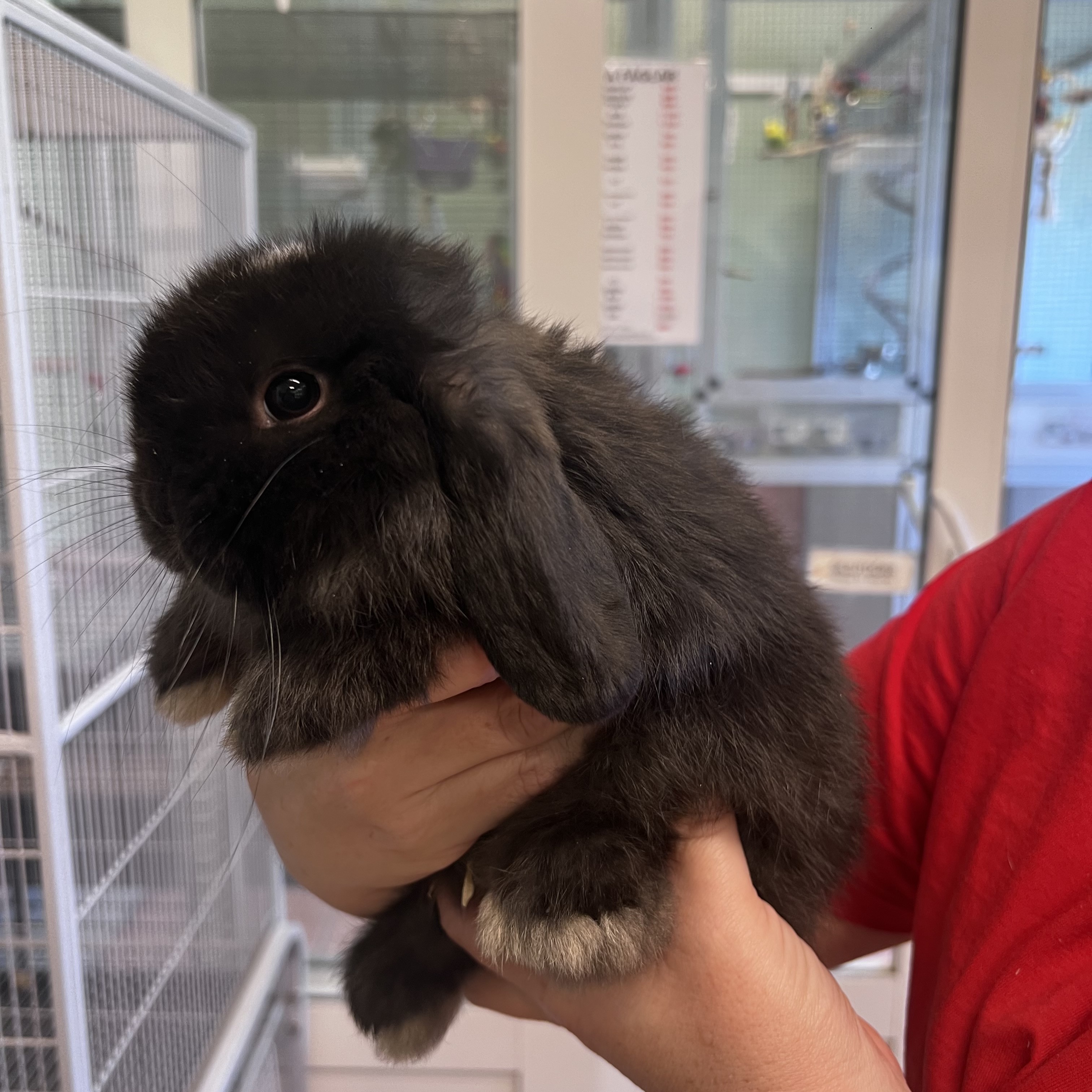 Kanin Mini Lop PRIVATUPPFÖDDA