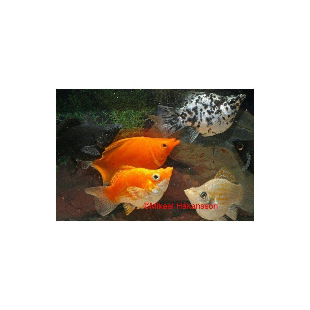 Molly från 45:- - 2