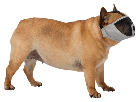 Munkorg för trubbnosiga grå - 2