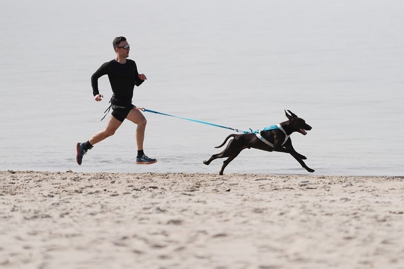 Non-Stop Freemotion Harness 5.0 Black/Orange flera storlekar