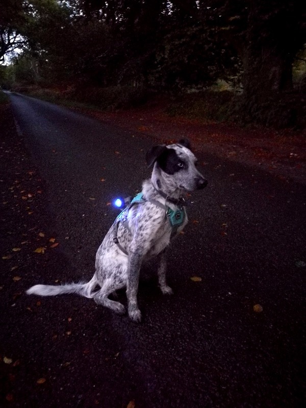 Orbiloc Blå Dual - 2