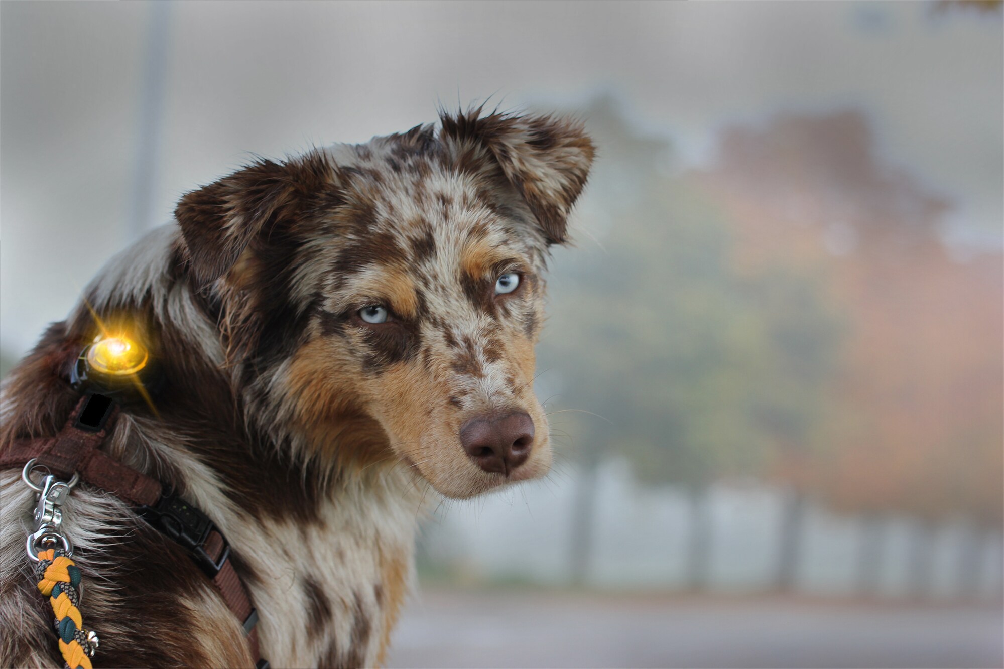 Orbiloc Gul Dual - 2