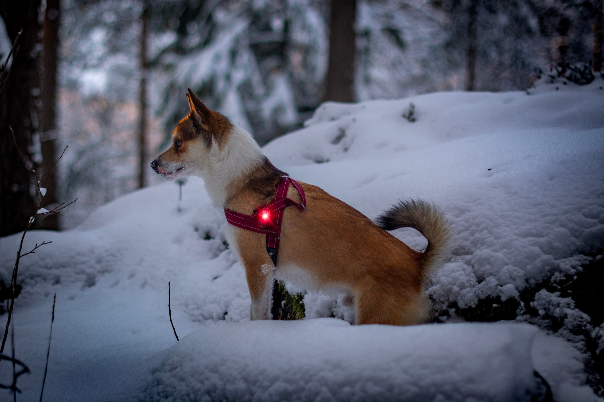 Orbiloc Röd Dual - 2