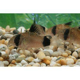 Pansarmal från 45:-