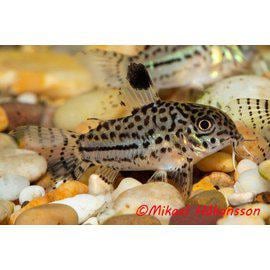 Pansarmal från 45:- - 2