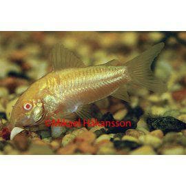 Pansarmal från 45:-