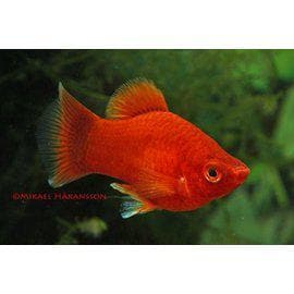 Platy från 35:- - 2