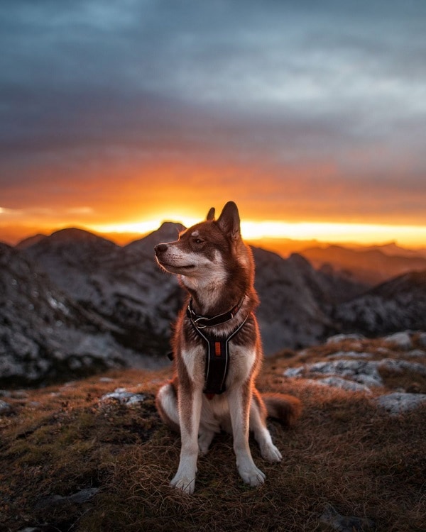 Non-Stop Polar Halsband, flera storlekar