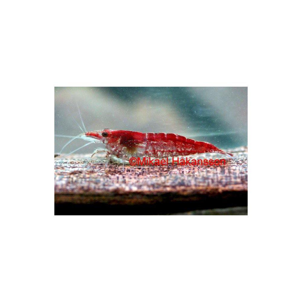 Räkor från 29,90:-