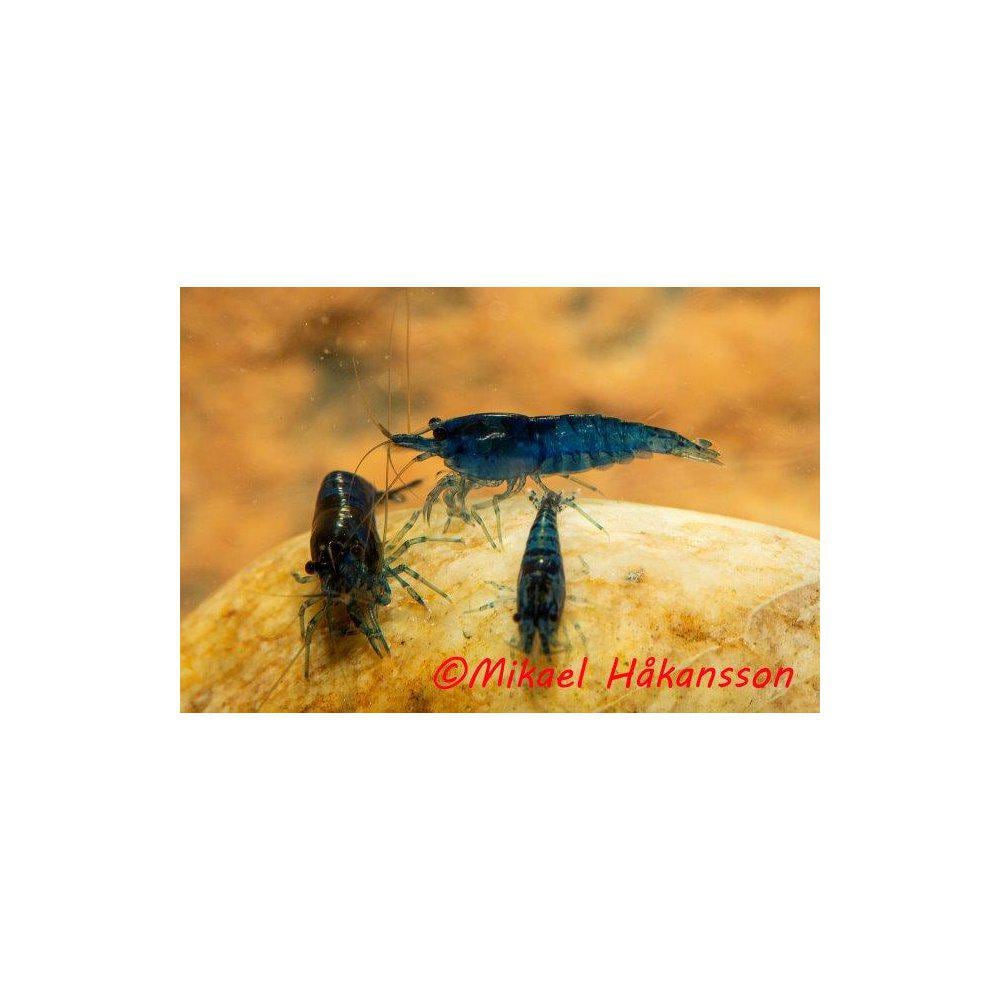 Räkor från 29,90:- - 2