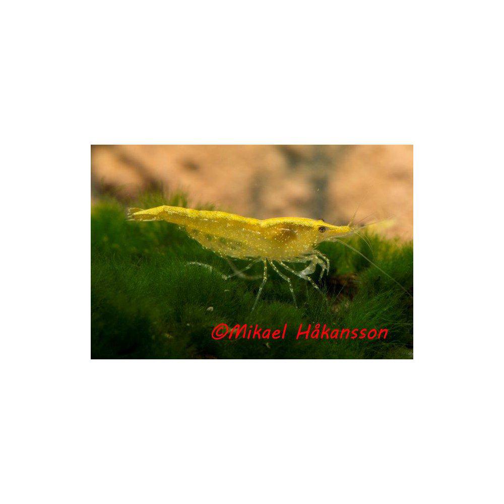 Räkor från 29,90:-