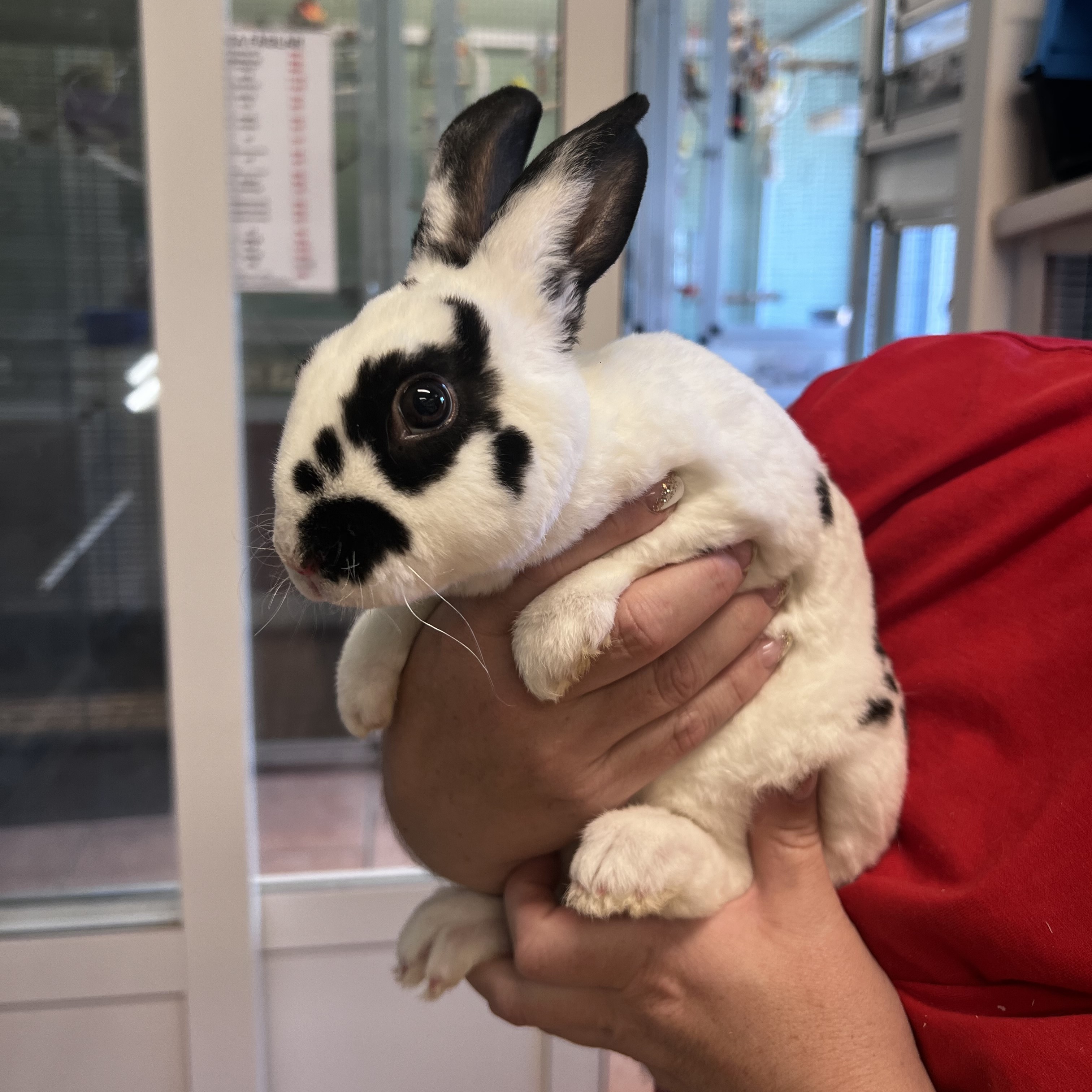 Kanin Liten Rex PRIVATUPPFÖDDA