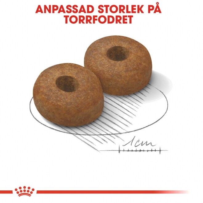 royal-canin-maxi-ageing-8-19