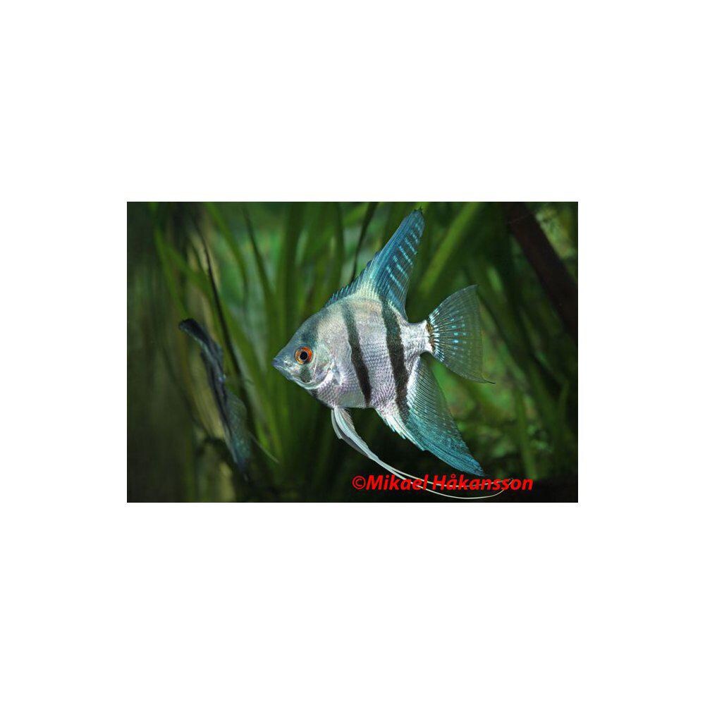 Scalare från 39:- - 2