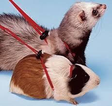 Sele "8:an" marsvin/iller - 2