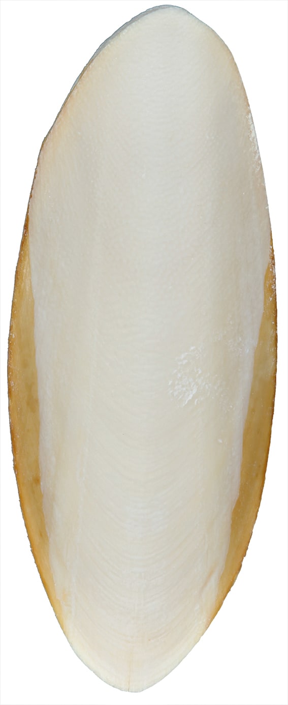 Sepiaskal 2-pack - 2