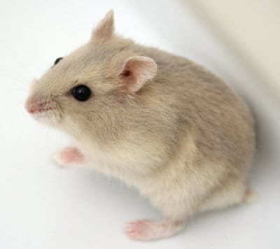 Dvärghamster sibirisk