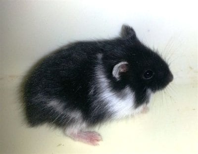 Dvärghamster sibirisk - 2