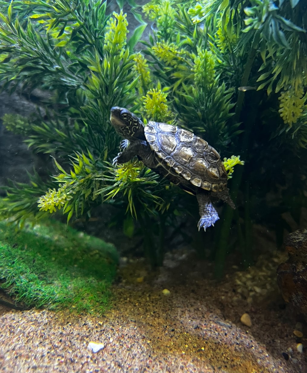 Sköldpadda från 1195:-