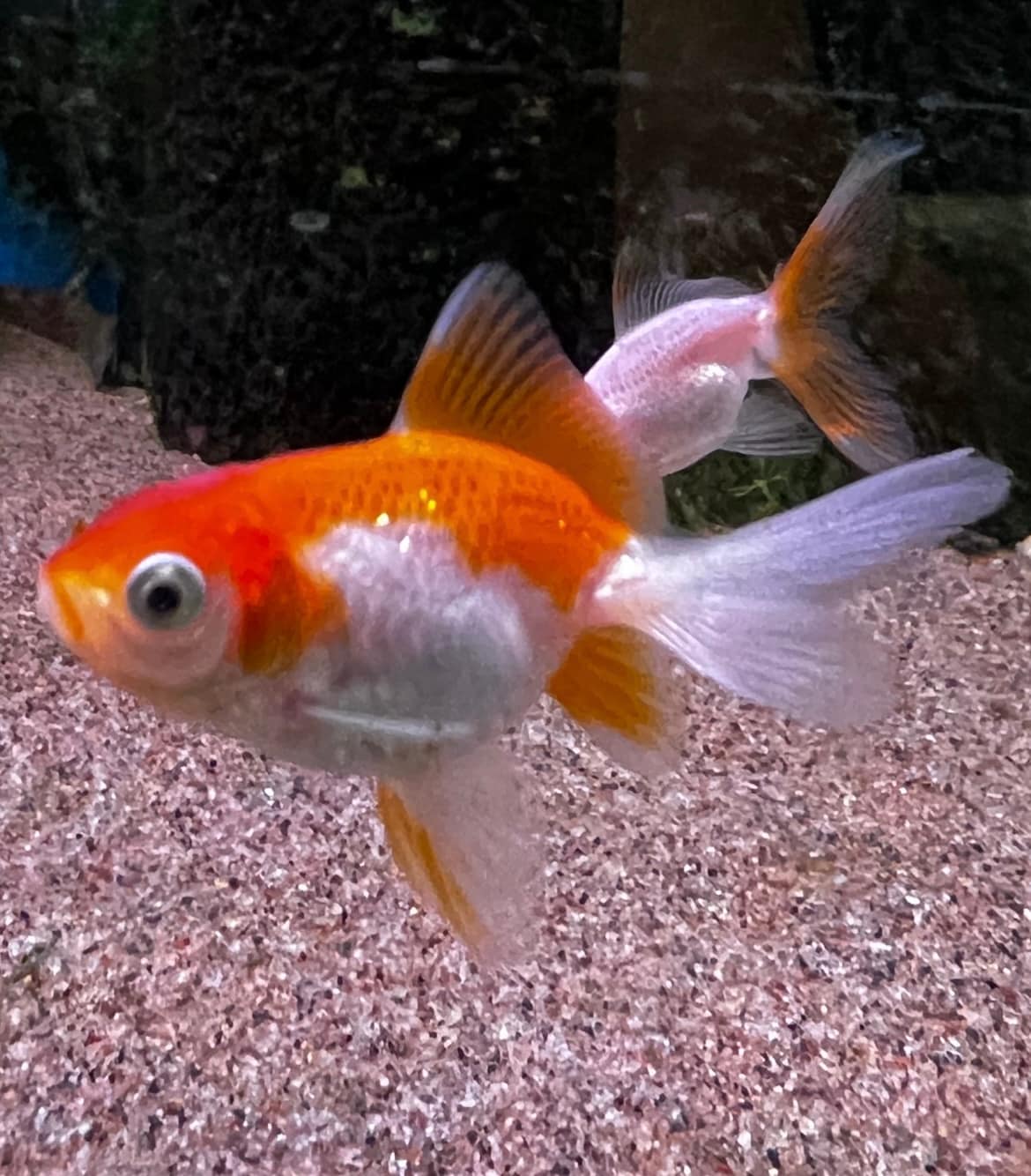 Slöjstjärt från 99:-