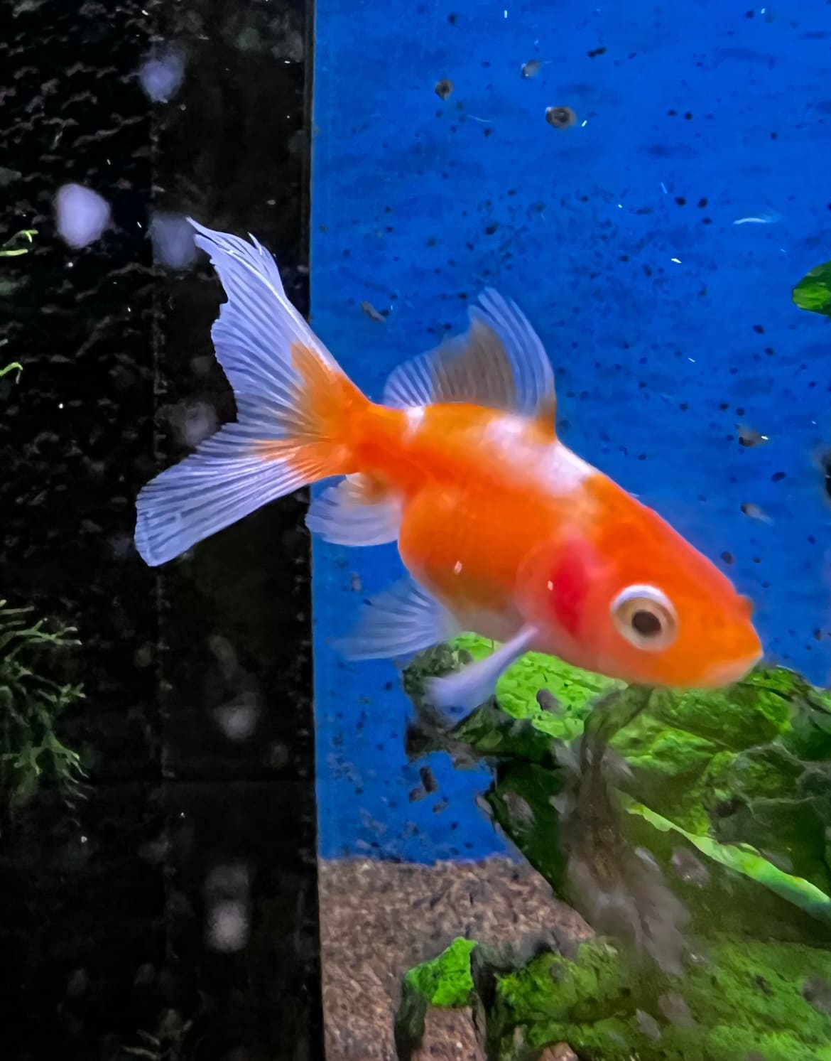 Slöjstjärt från 99:- - 2